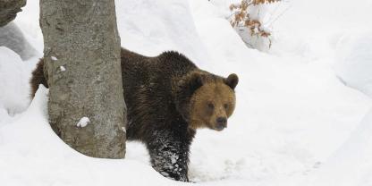 In Tirol wurde wieder ein Bär gesichtet. Ist es derselbe wie im vergangenen Jahr?
