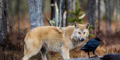 Die Beziehung zwischen Wolf und Rabe war Thema einer aktuellen Studie.