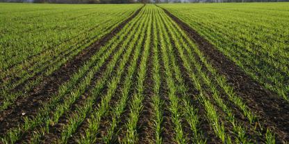 Getreide-Frühjahr-AdobeStock_423655975