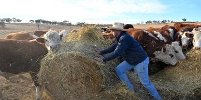 Wegen Trockenheit muss ein australischer Farmer seiner Rinderherde zusätzlich Heu füttern.