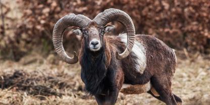 In Thüringen gibt es Neuigkeiten zur Debatte über den Umgang mit dem Muffelwild im Saale-Orla-Kreis.