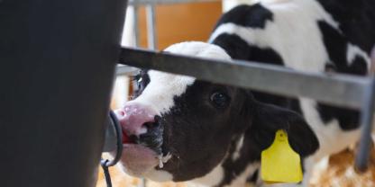 Die Umstellung auf den Tränkeeimer klappt nicht immer reibungslos. Ein einfacher Lifehack aus der Praxis könnte helfen: Ein Landwirt aus Großbritannien nutzt dabei den natürlichen Instinkt der Kälber.