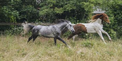 Schnelles Galoppieren und Spielen gehören auf der Pferdeweide einfach dazu – umso wichtiger ist eine gut gepflegte Grasnarbe.