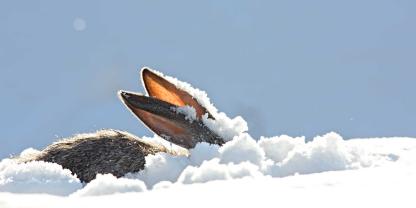 Ob der Osterhase im Schnee verborgen bleibt?