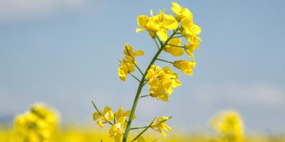 Raps gezielt stärken – Ertrag sichern