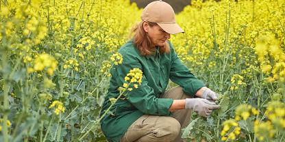 Eine Landwirtin kniet in blühendem Raps und untersucht die Pflanzen.
