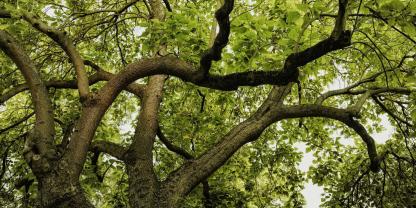 SYMBOLBILD: Ein 56-jähriger Waldarbeiter wurde in Brandenburg von einer schweren Baumkrone getroffen. Auch ein Landwirt half bei der Rettungsaktion.