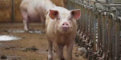 Nachdem der politische Druck wächst, fordern einige Schweinehalter in Dänemark jetzt ein Ausstiegsprogramm.