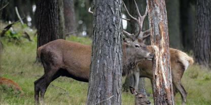 Vom Wild verursachte Schälschäden sind Eintrittspforten für Krankheiten.