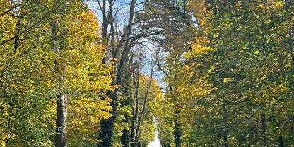 Abb. 1: Entlang öffentlicher Straßen besteht ebenfalls eine Verkehrssicherungspflicht des Waldbesitzers.