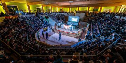Großer Besucherandrang beim ersten Genostar-Sale in Traboch.