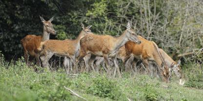 Mit dem Rotwild-Konzept soll es gelingen, dass Ruhe, Äsung und Deckung geschaffen werden.In Bayern regt sich Unmut aufgrund einer Ausnahmegenehmigung zur Rotwildjagd.