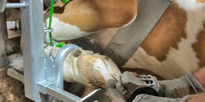 Vorderfuß-Speed-fix-Klauenpflegestand