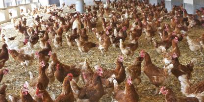 Legehennen in einem Wintergarten.