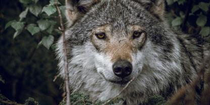 Im Alpenraum kam es womöglich zu einer Wolfsattacke.