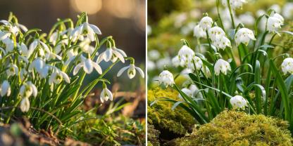 Märzenbecher und Schneeglöckchen sehen sich zum Verwechseln ähnlich. Zumindest auf den ersten Blick.