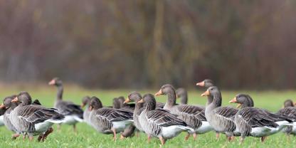 Graugänse neigen in der Brutzeit zur Koloniebildung, was Schäden an landwirtschaftlichen Flächen forcieren kann.