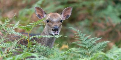 Das Sikawild soll nach Willen der EU bis 2027 aus den Tierparks verschwinden