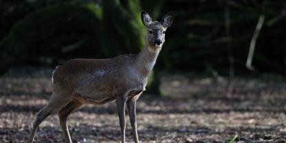 Ein neues Konzept zur Rehwildzählung testet die Uni Würzburg.