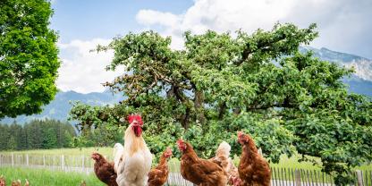 Ein stolzer Hahn mit seinen Hennen auf einer Freifläche.