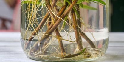 Weidenwasser unterstützt die Wurzelbildung bei Stecklingen.