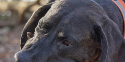 Schweisshund-Hundeleckerli