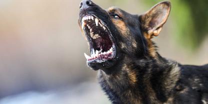 In Bodenkirchen soll ein Hund einen Rehbock gerissen haben. Die Halterin sei den örtlichen Jägern bekannt (Symbolbild).