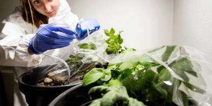 Forschende fanden heraus, dass eine mit einer bestimmten Pilzkrankheit infizierte Kartoffeln anders riechen als gesunde.