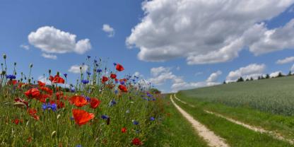 Die Förderung bestimmter Agrarumwelt- und Klimamaßnahmen, wie Blühstreifen, sollen die Umwelt schützen und verbessern.