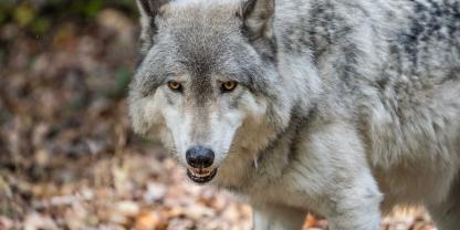 Sind Wölfe wirklich scheu? Eine Studie schafft Klarheit.