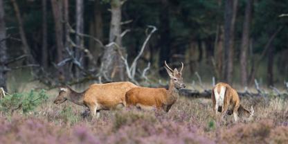 Schmalspießer werden in der Regel beim Kahlwild geduldet und melden nicht.In Brandenburg herrscht nun Klarheit zum Mindestabschuss.