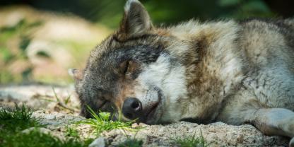 wolf-liegend