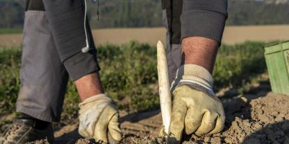 Spargel ernten