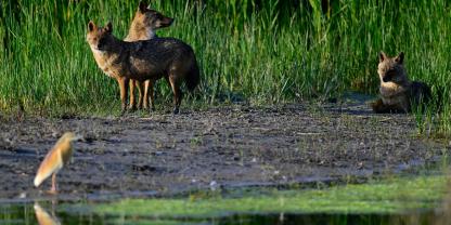 In Kärnten gab es ein Gerichtsurteil zum Goldschakal.