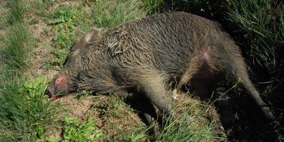 Im Bereich von Kanzem sorgte ein Unfall mit einem Wildschwein für Probleme im Zugverkehr (Symbolbild).