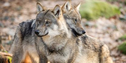 Das neue Wolfspaar lebt am Großen Kalmberg zwischen den Landkreisen Ilm und Saalfeld-Rudolstadt.