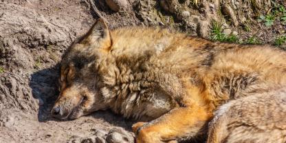In den Alpen ist ein Problemwolf geschossen worden.