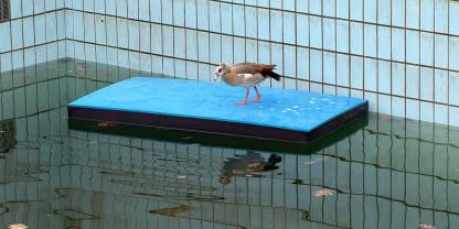 Mit dieser schwimmenden Matte konnte die Nilgans das Wasser verlassen, auf dem sie zuvor schwamm.