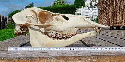 Abb 1: Beim Rotwild sind Unterkieferverkürzungen ein eindeutiger Hinweis auf genetische Isolierung.