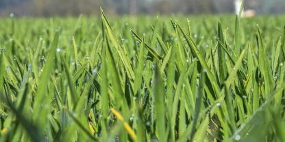 Die ertragsbildende Blattetage gesund halten, das ist das Ziel der Fungizidstrategie. Die muss sich stark nach Wetter und Befallsprognose richten.