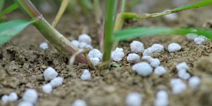 Hier liegt bares Geld auf dem Acker: Viele Ackerbauern werden ihre Düngergaben reduzieren müssen – mit Folgen für die Qualität und die Menge der Ernte 2026.