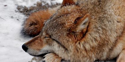 In Dänemark ist wohl ein Wolf illegal im Rahmen einer Nachsuche geschossen worden.