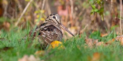 Unter anderem die Schnepfe soll in Großbritannien kürzere Jagdzeiten bekommen, so ein Vorschlag der Umweltbehörde.