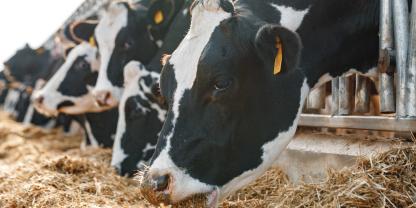 Nach einem BHV-1-Ausbruch in Kleve wurden rund 1.100 Rinder getötet.