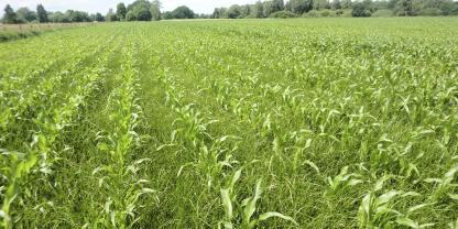 Massiver Befall von Erdmandelgras im Mais: Eine einzige Pflanze bildet zig Ableger – Experten sprechen von einer Vermehrungsrate von 1:700.