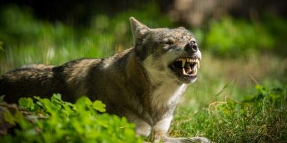 In Hamburg soll ein Wolf eine Frau angegriffen haben.