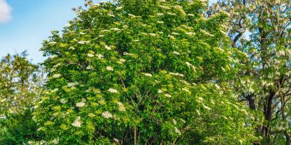 Ein Holunderbusch kann bis zu sieben Meter hoch werden.
