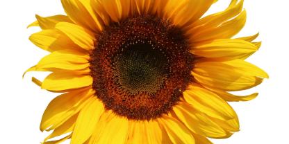 Sonnenblume-Bluete_Freisteller