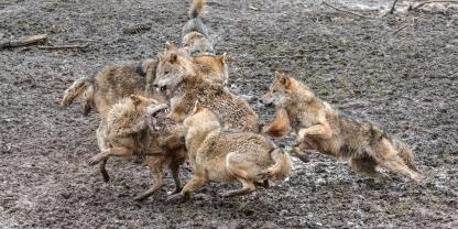 In England wurde ein aggressives Wolfsrudel getötet.