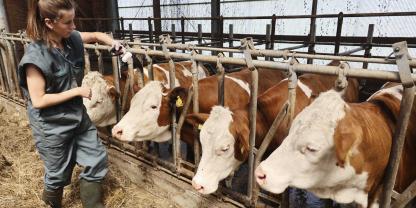 Mit dem Hoftierarzt sollte jetzt die Blauzungenimpfung v.a. gegen Serotyp 3 vereinbart werden bzw. eine Boosterung der Herden.